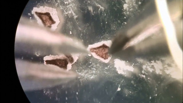 Time-Lapse Recording of Building Living Robots.jpg