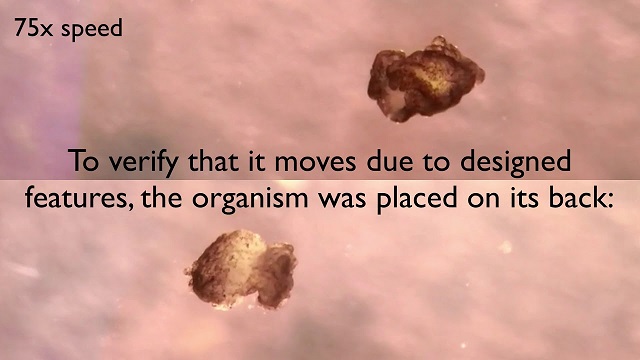 Building the First Living Robots.jpg