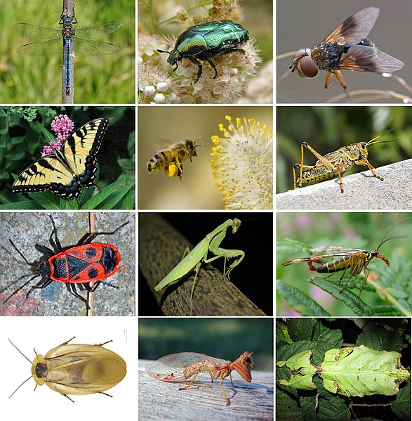 587px-Insects_collage.jpg