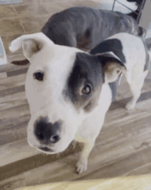 ezgif.com-resize.gif