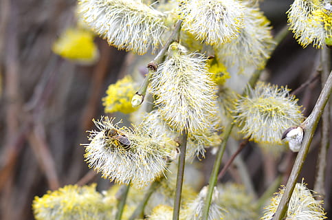 willow-catkin-bee-pasture-spring-thumbnail.jpg