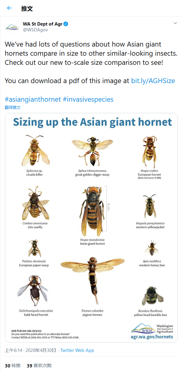 Screenshot_2020-05-03 (20) WA St Dept of Agr 在 Twitter We've had lots of questions about how Asian giant hornets compare in[...].png