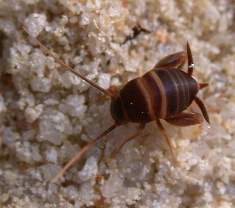 Myrmecophila_acervorum.jpg