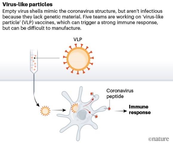 coronavirus-covid-19-vaccine-viral-like-particle-tech.jpg