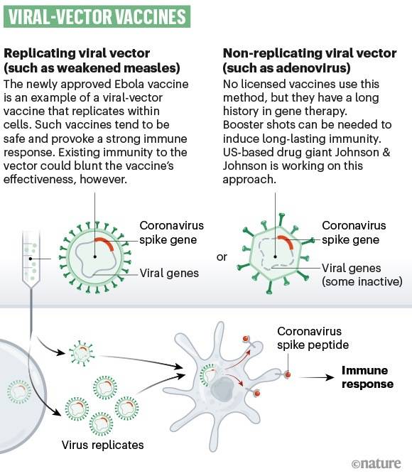 coronavirus-covid-19-vaccine-viral-vector-tech-tech.jpg.jpg
