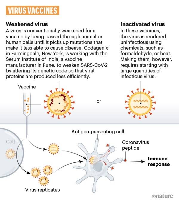coronavirus-covid-19-vaccine-weakened-virus-tech.jpg