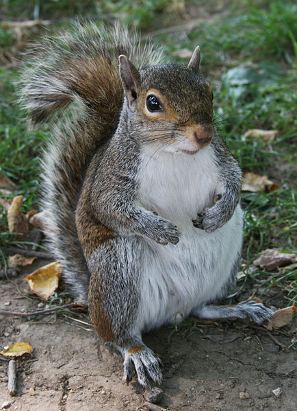434px-Common_Squirrel.jpg