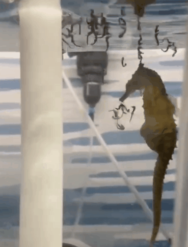 e5a2b39dfe754d2fa5ea842d0bb6181c.gif
