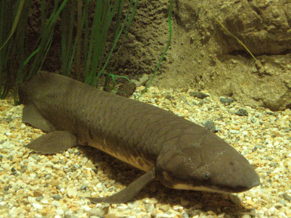image_9271-Australian-Lungfish.jpg