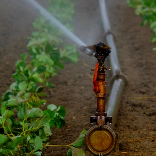 irrigation_holger-schue_pixabay_500.jpg