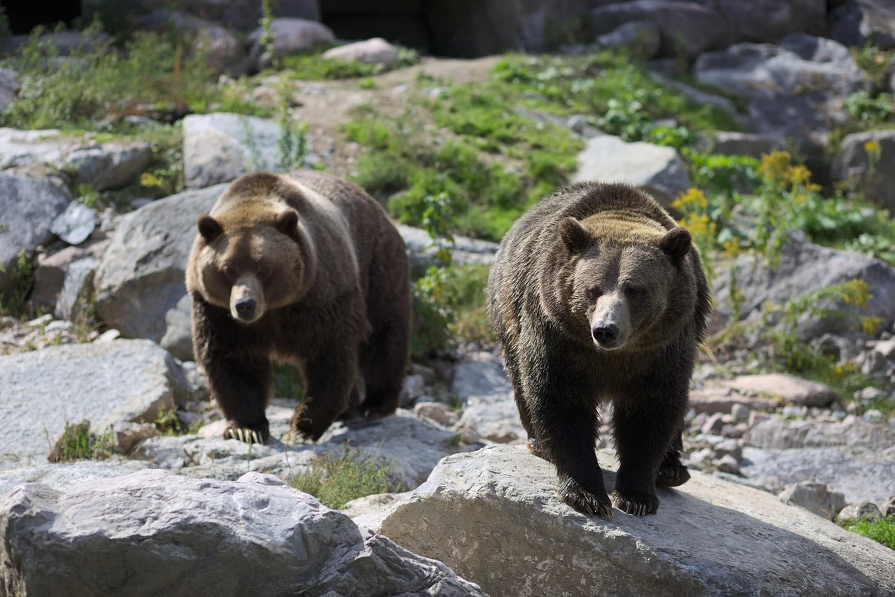 bears-5159987_1280.webp