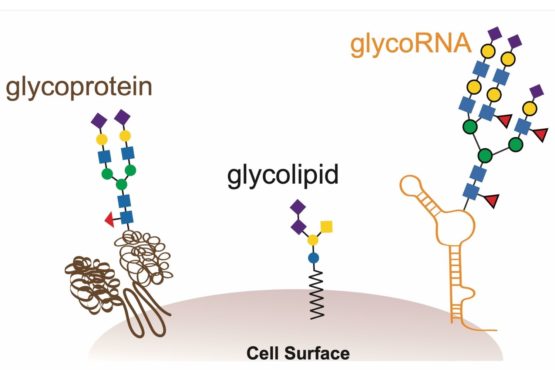 Three-glycoprotein-types.-Image-by-Ryan-Flynn-555x370.jpg