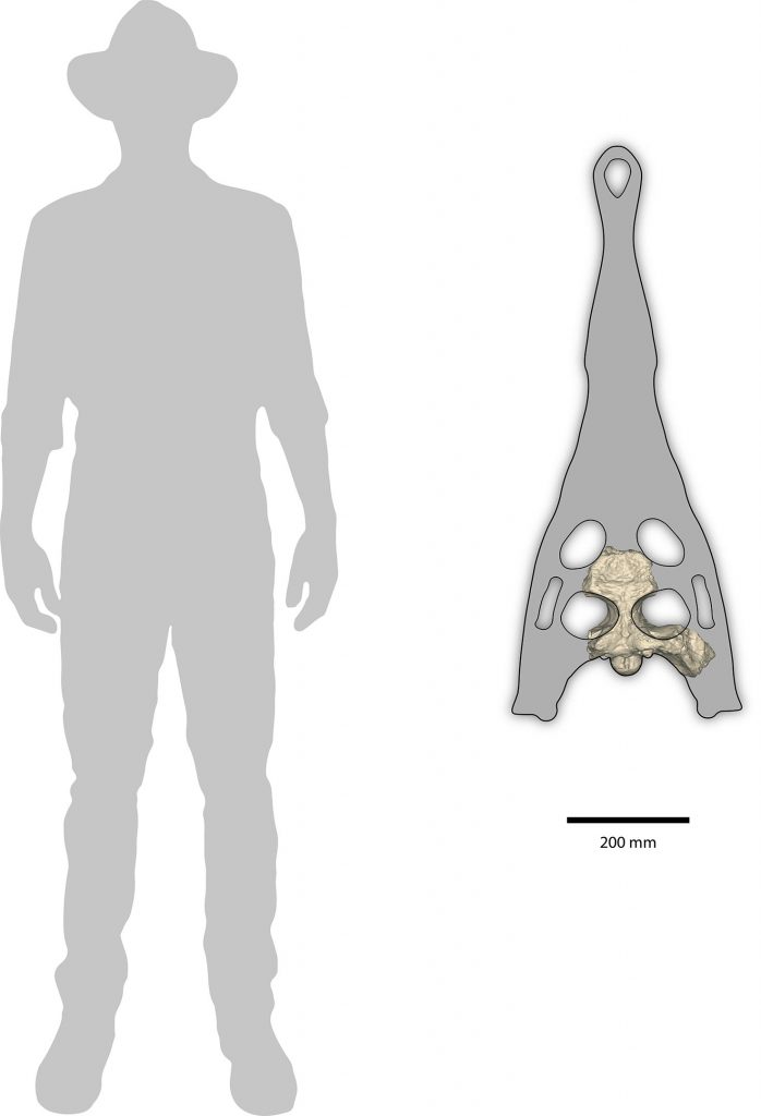 Gunggamarandu-maunala-Skull-Scale-698x1024.jpg