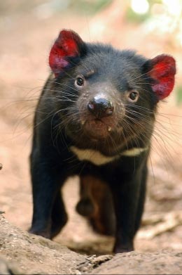 Tasmanian-Devil-Theo.jpg