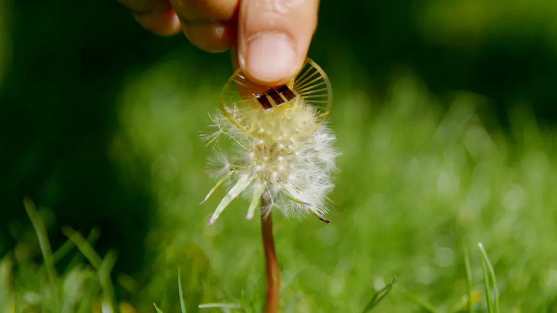 dandelion-sensor-2.webp