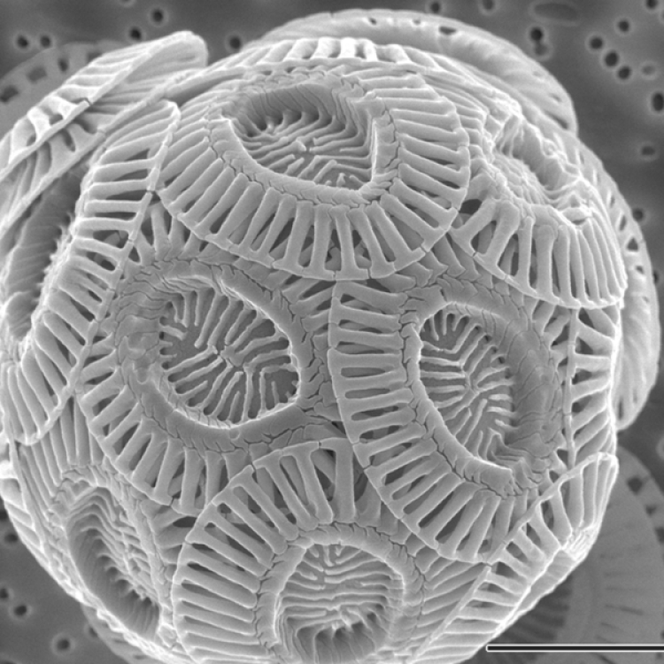 600px-emiliania_huxleyi_coccolithophore_plos.webp