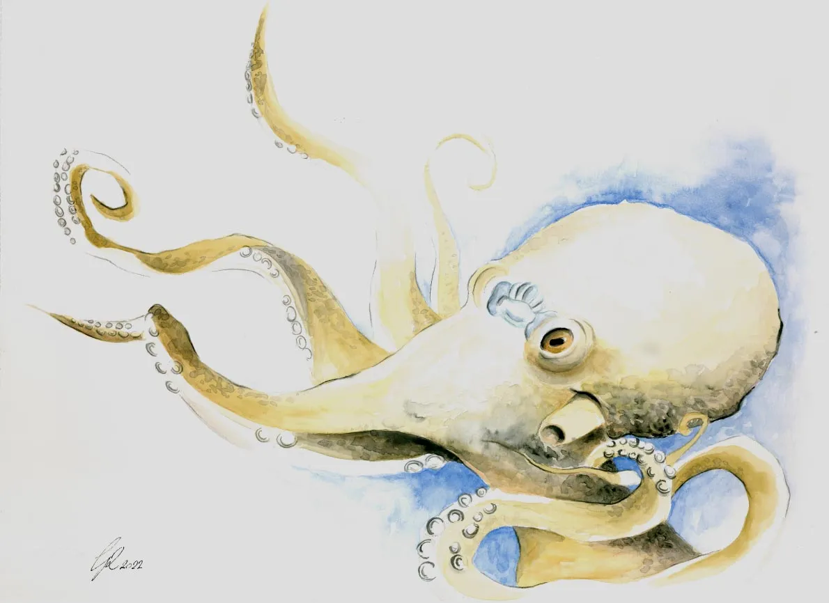 Octopus-Drawing.webp