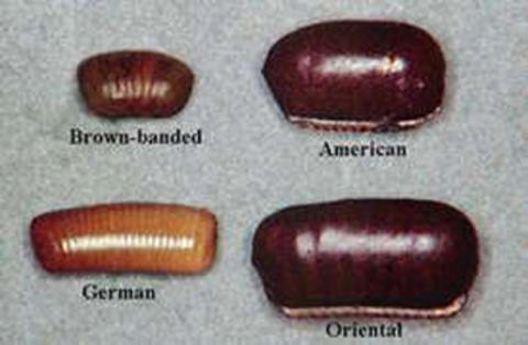 1003fig7.jpg
