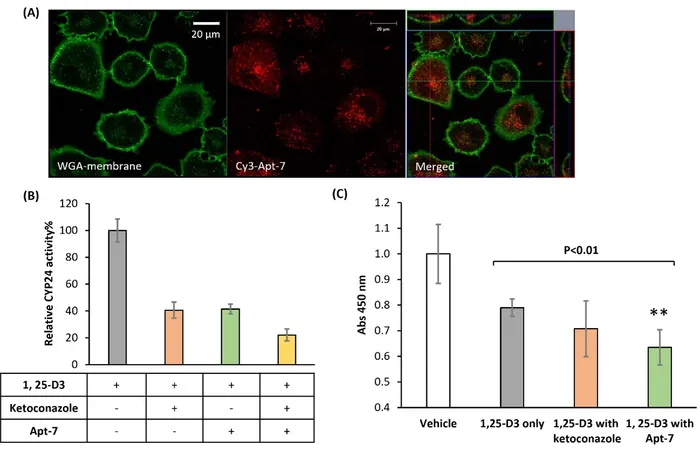 A549-Cells.webp
