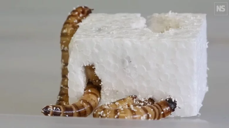 superworms-can-live-on-plastic-1656696949.webp