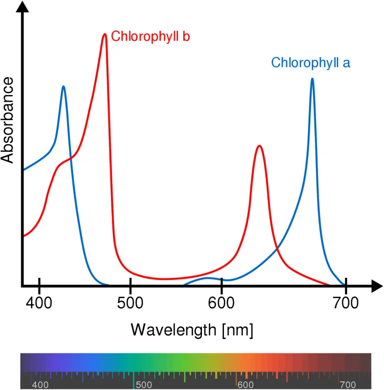 Chlorophyll-Absorbs-Wavelengths-768x779.webp