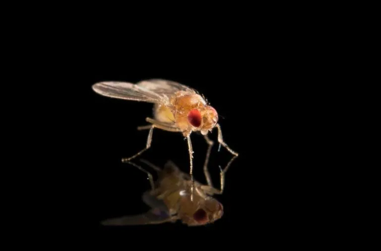 Fruit-Flies-and-Selfish-Genetic-Elements-768x506.webp
