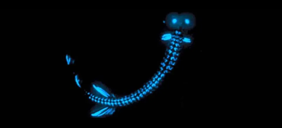 Bioluminescent-Creature.webp