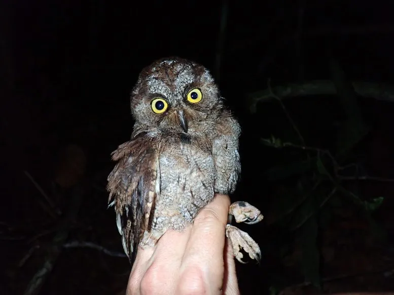 Holding-Otus-bikegila-Owl-777x583.webp