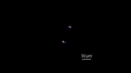 Rotation-of-Terahertz-Beam.gif