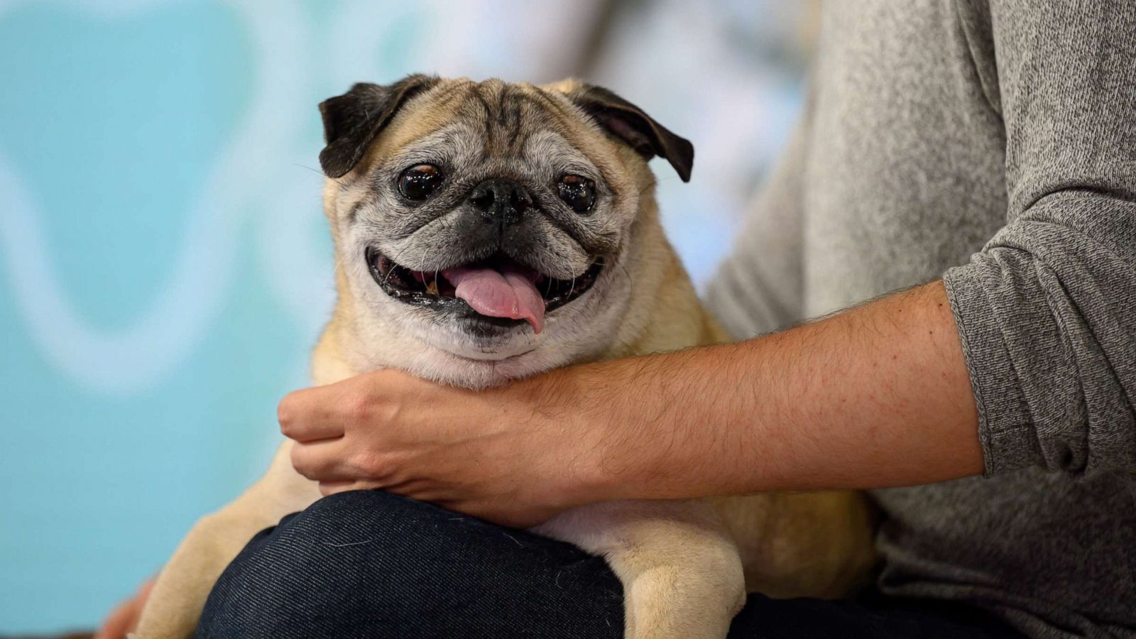 noodle-pug-gty-jt-221203_1670097653369_hpMain_16x9_1600.jpg