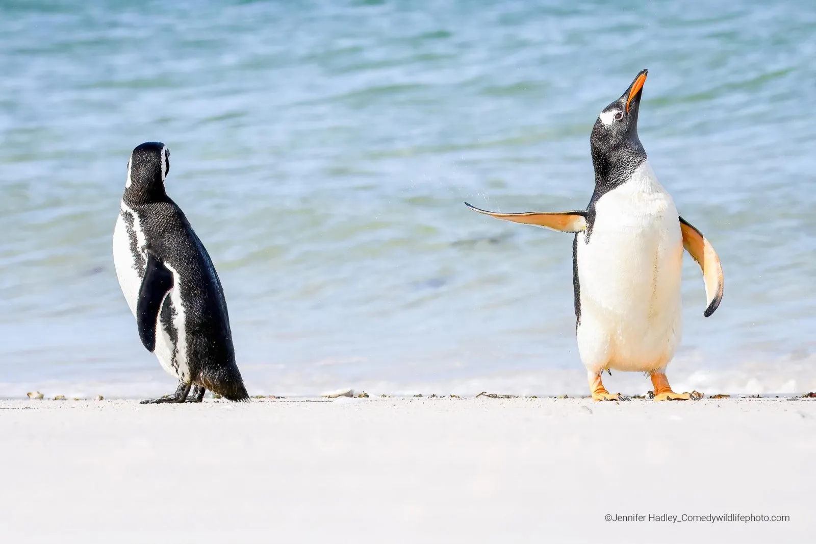 hadleypenguins.webp