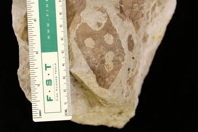 Insect-Damaged-Leaf-Fossil-777x518.webp