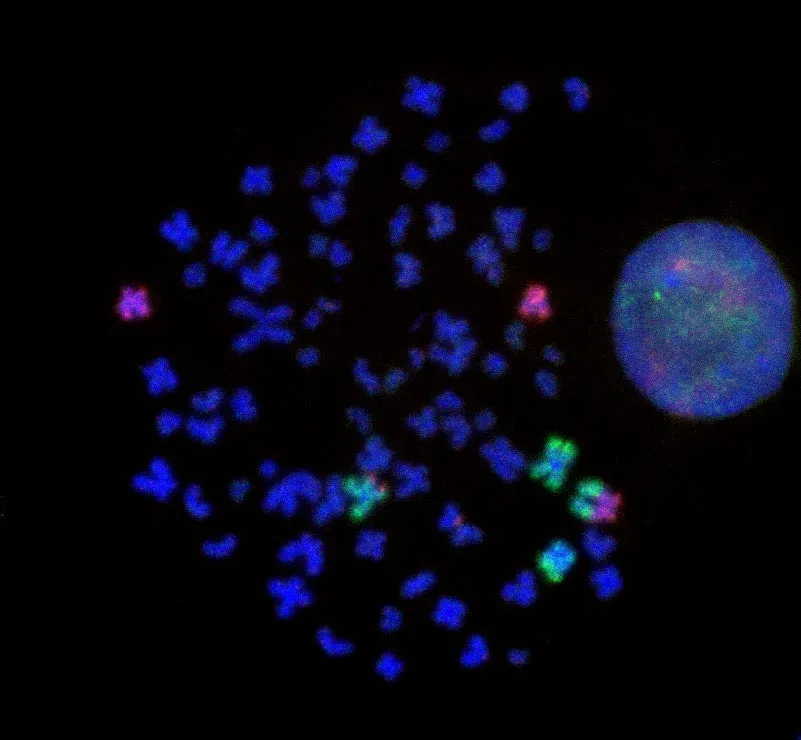 Normal-Cells-Can-Become-Cancerous.webp