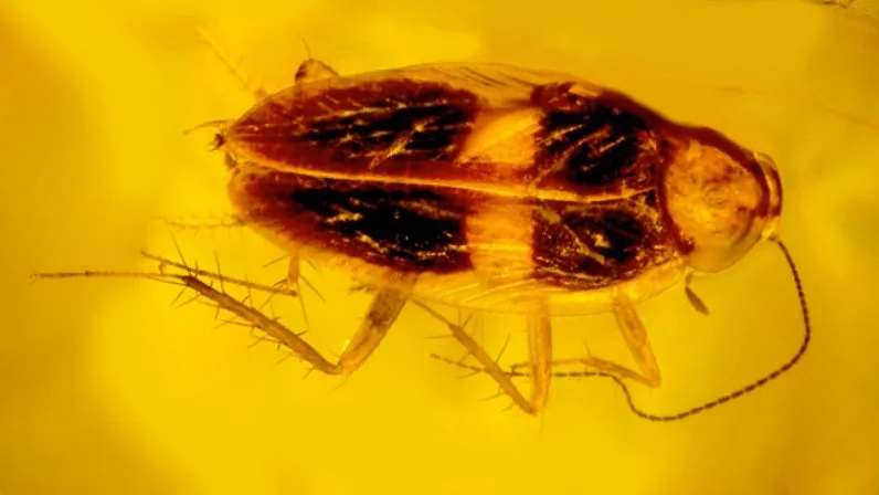 cockroachamberover.webp