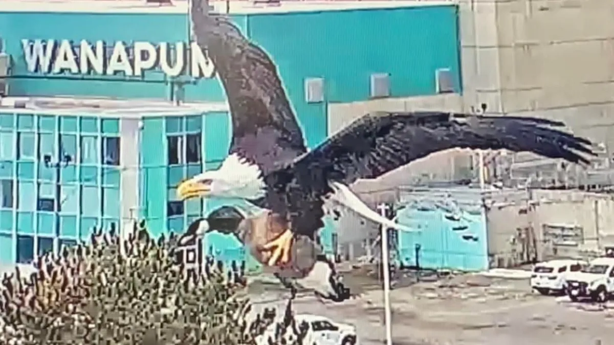 eagle-goose.webp