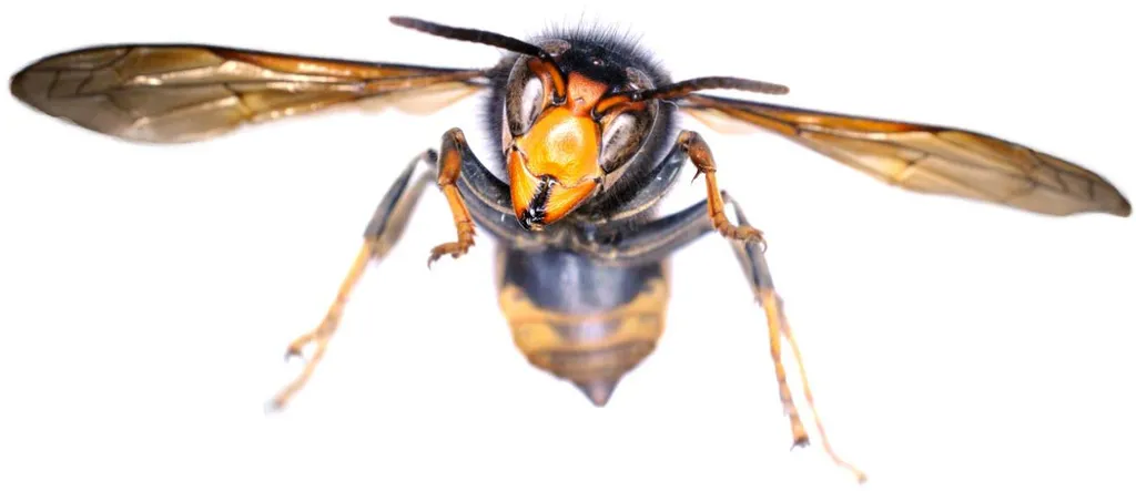Asian-Hornet-Specimen-Recovered-in-Dublin.webp