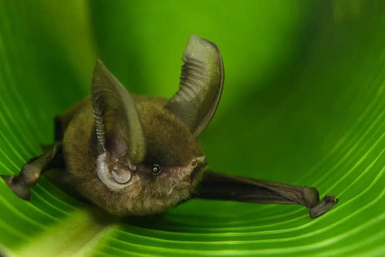 Madagascar-Sucker-Footed-Bat-777x518.webp