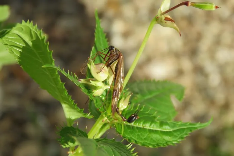 A-Newly-Discovered-Species-of-Large-Scorpionfly-From-Nepal-Named-Lulilan-obscurus-777x518.webp