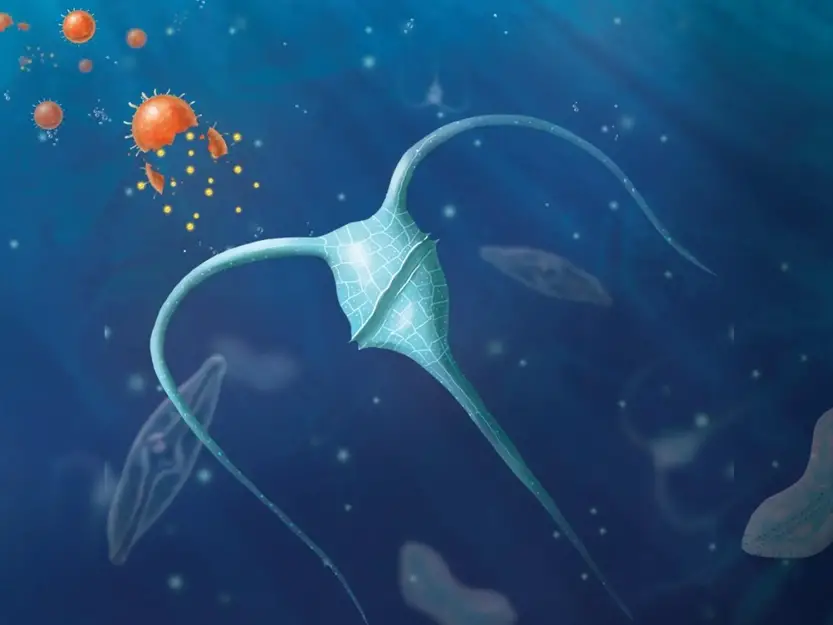 Fertilizing-the-Ocean-to-Store-Carbon-Dioxide.webp
