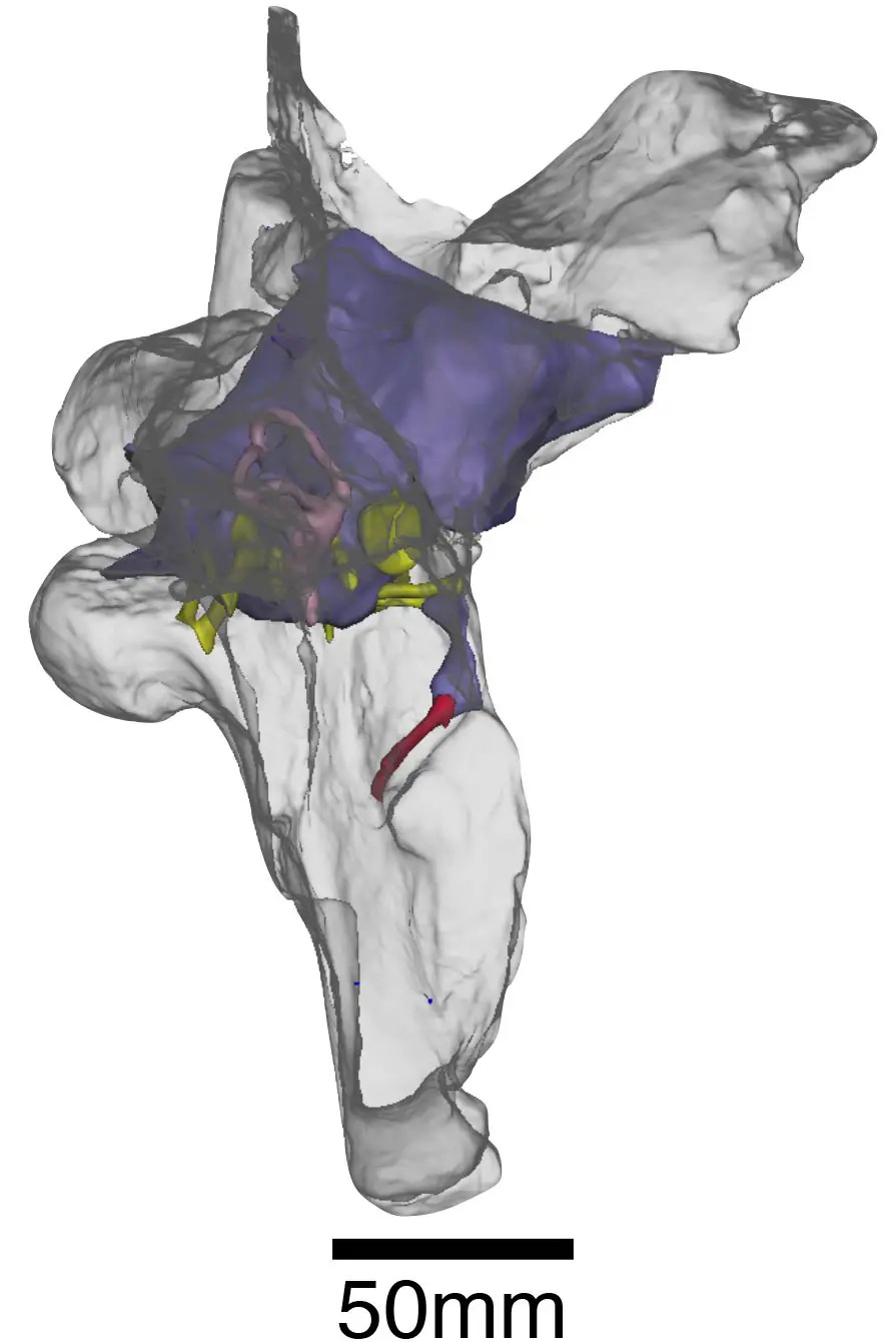 Baryonyx-Endocast-and-Braincase.webp
