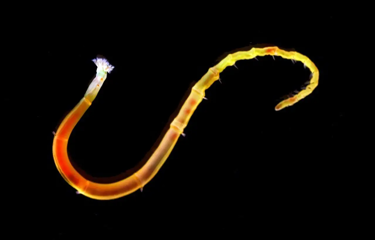 Annelid-Worm.webp