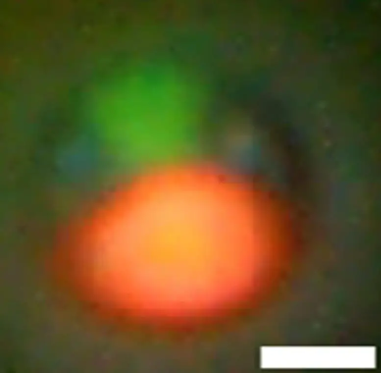 The-Smallest-Green-Algae-in-Freshwater-777x760.webp