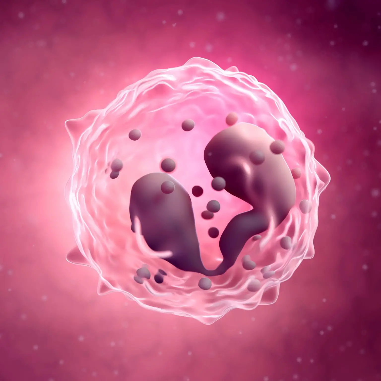 Eosinophil-1536x1536.webp