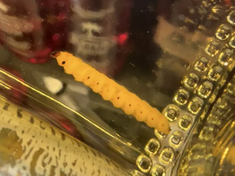 Mezcal-Worm-777x582.webp
