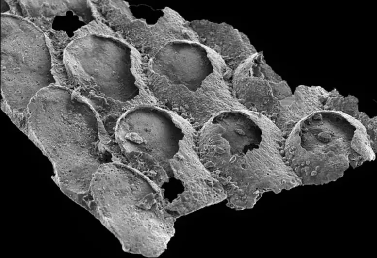 Mineralised-Fossils-of-Protomelission-gatehousei-777x532.webp