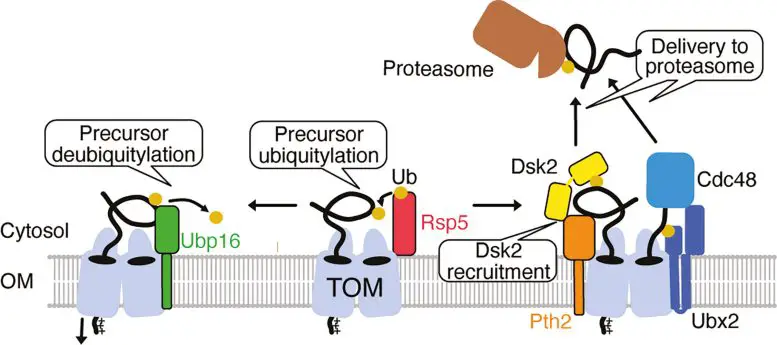 Unraveling-the-Protein-Map-of-the-Cells-Powerhouse-777x345.webp