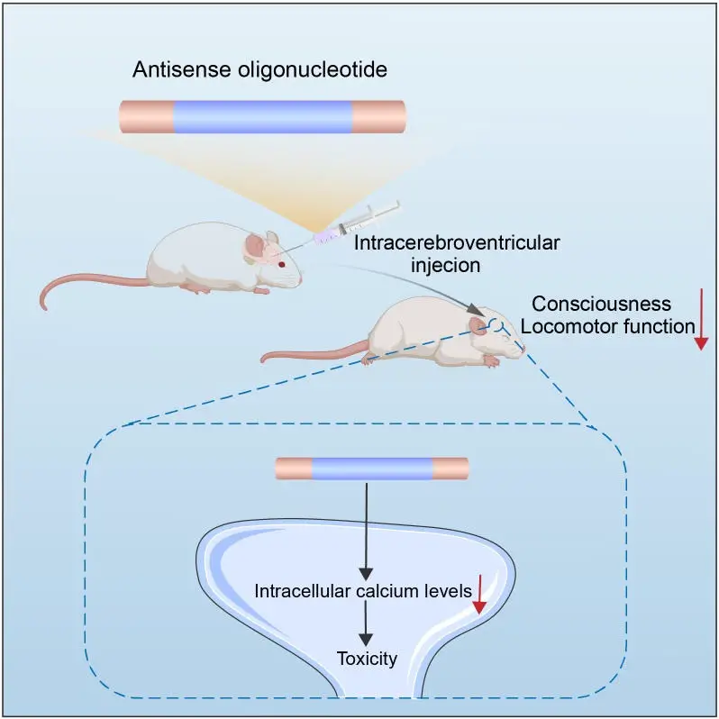 Mechanism-of-Neurological-Side-Effects-by-Antisense-Oligonucleotides.webp