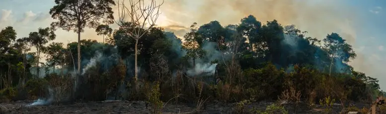Smoke-Aamzon-Forest-777x231.webp