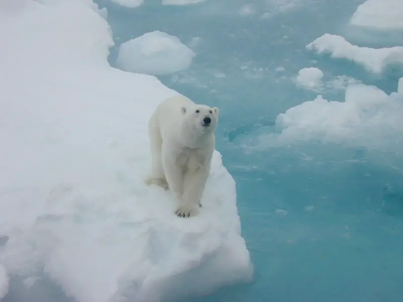 Polar-Bear-on-Ice.webp