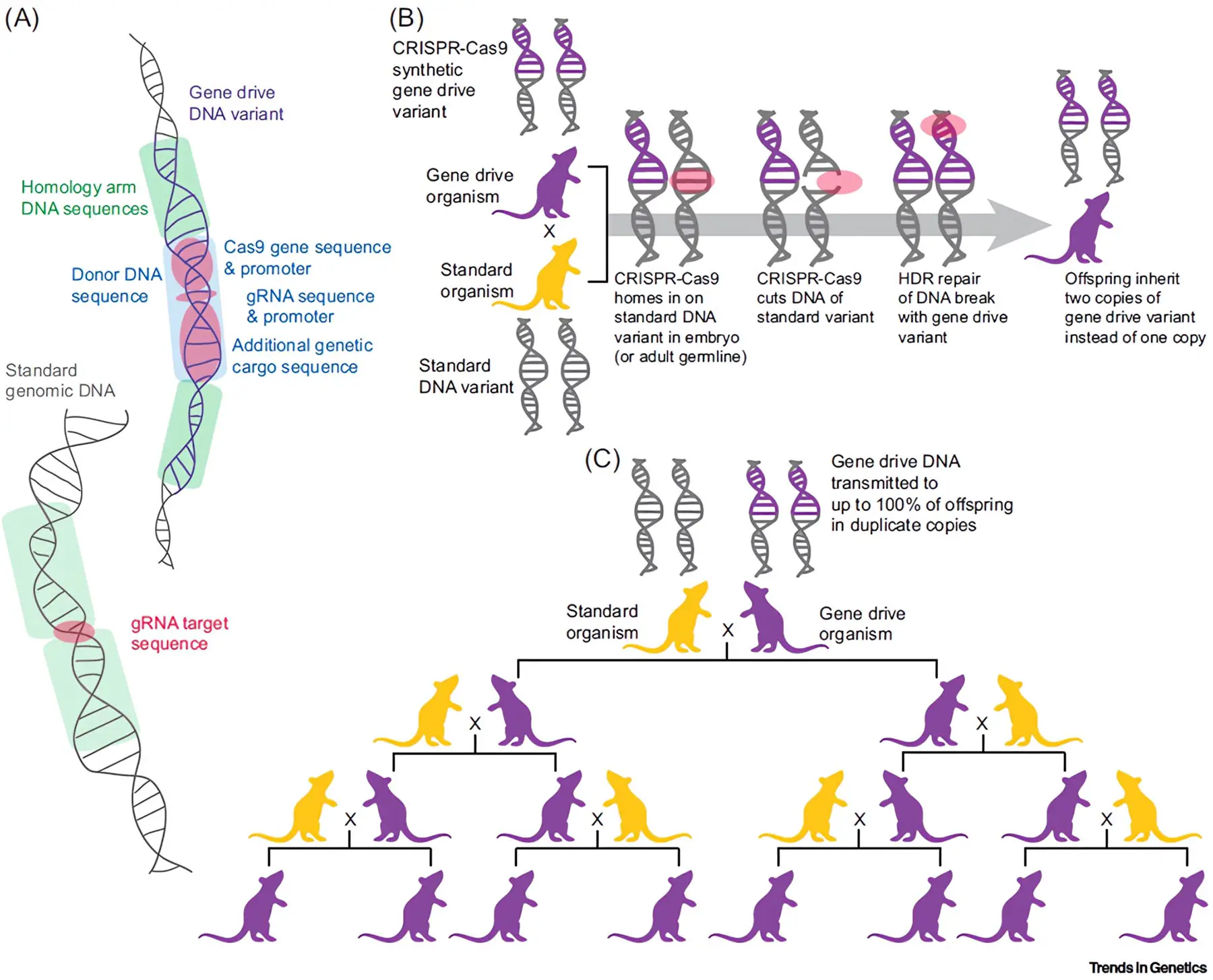 Gene-Drive-Transmission-Is-Non-Mendelian.webp